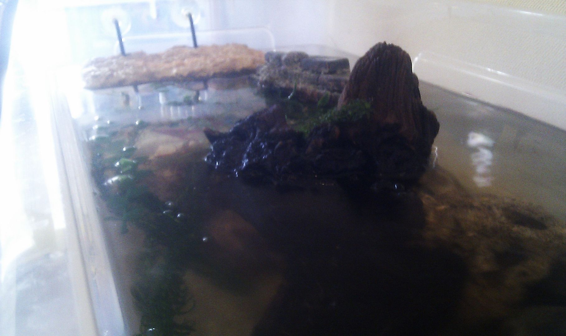 Musk Turtle tank set up ? Reptile Forums